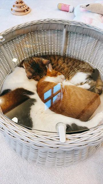 保護猫カフェBatacha