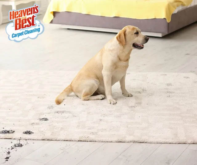 Heaven's Best of Hays