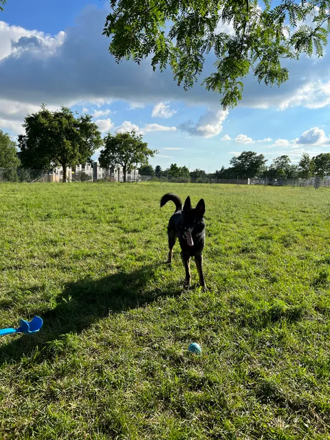 Odana School Park Dog Park