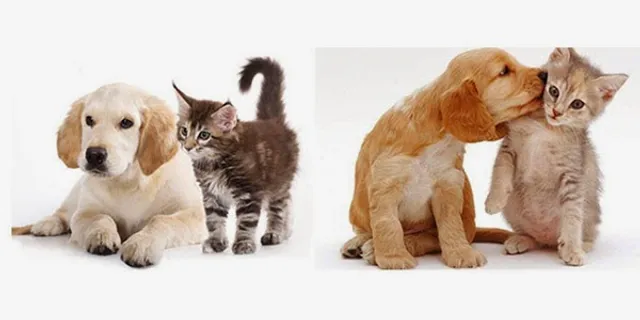 Lemon Grove Veterinary Hospital