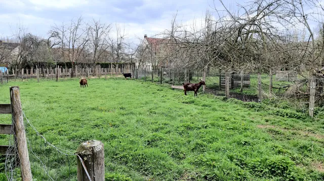 Ferme l'Arbre à Poule