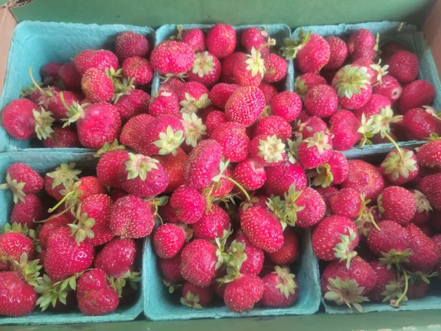 Duyck's Peachy Pig Farm