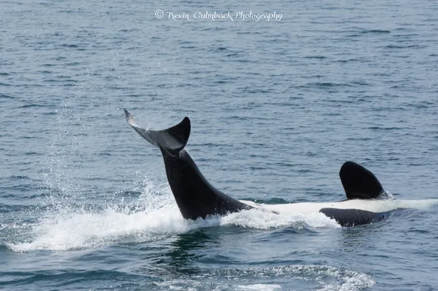 San Juan Safaris - Whale Watching
