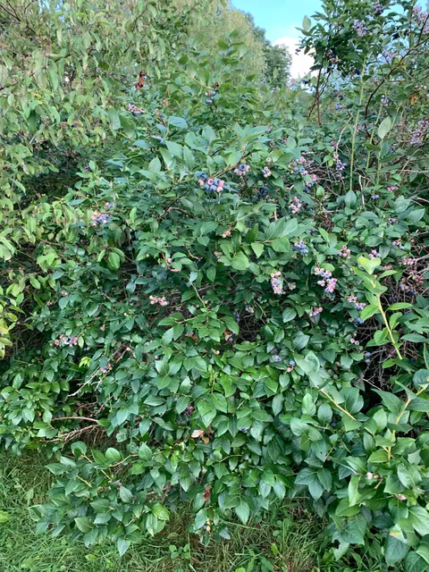 Gee's Blueberry Hill Farm