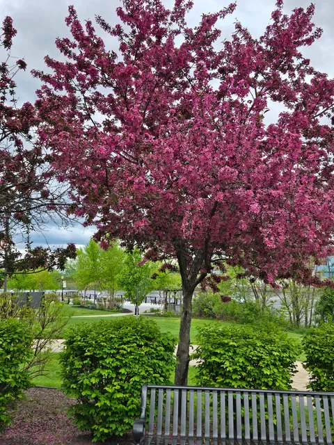 Downtown Waterville Farmers' Market