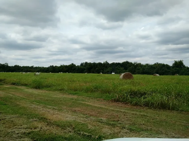 Woman Hollerin Ranch Designs