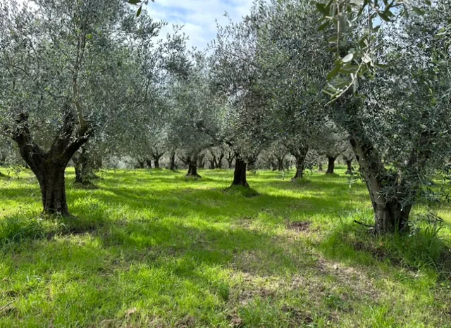 Olive Hill Sabina: Award Winning Organic Olive Grove near Rome