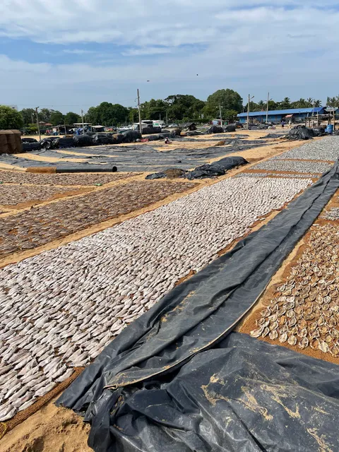 Negombo Dry fish Processing Area