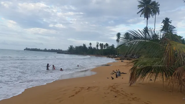 LA COSECHA-LUQUILLO