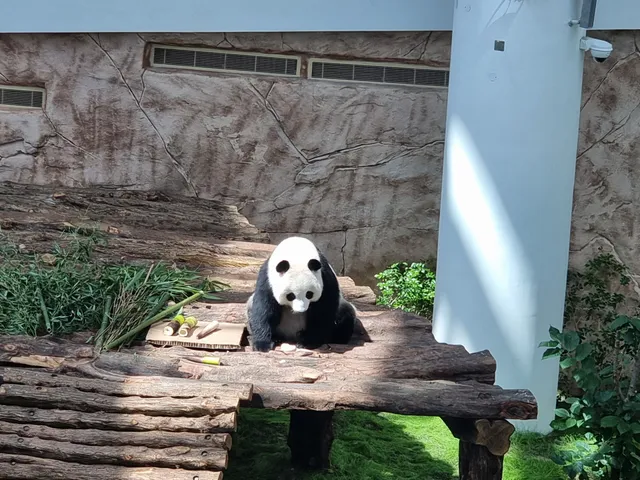 Panda House