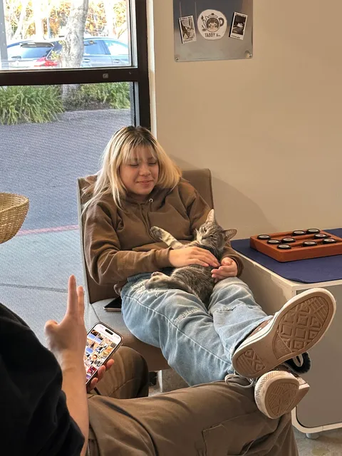 Tabby Tea Cat Lounge & Adoption Center