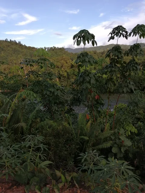 Borneo Cultural Village