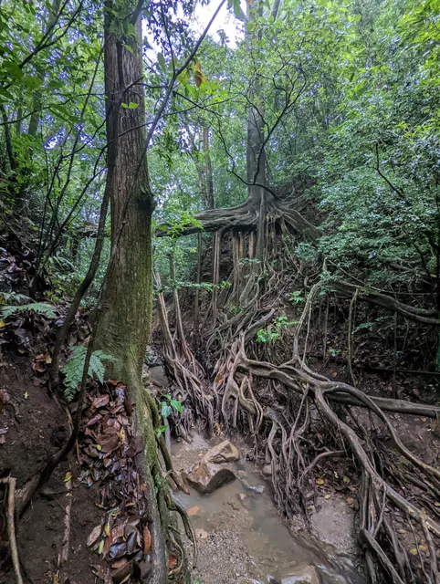 Ficus Root Bridge Trailhead