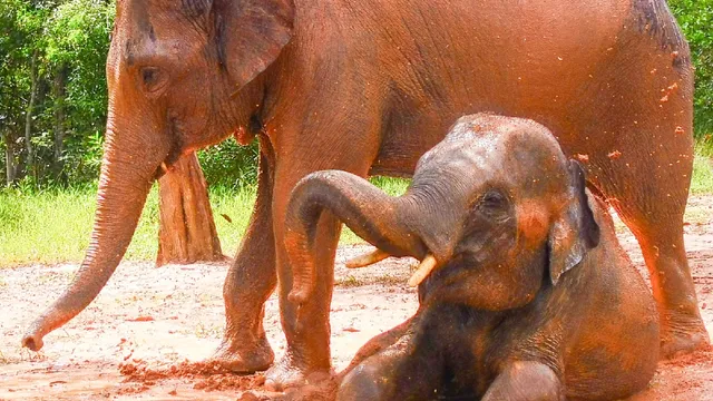 Phuket Eco Elephant Park
