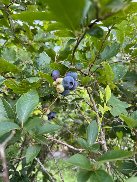 Stern’s Berry Farm