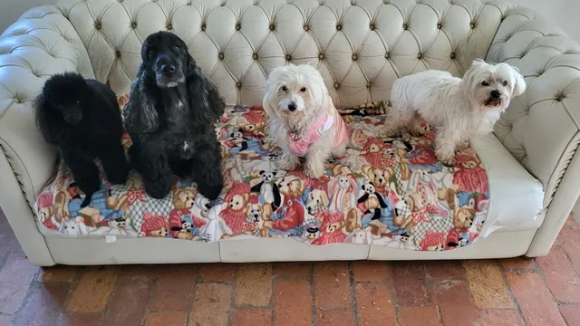 Musetty | dog sitter Vicenza | pensione cane / asilo cani - educatori cinofili | Lovely & trusty Dogs Services |