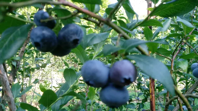 Ackerman's Blueberries