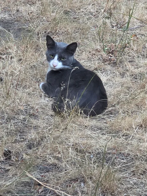 village green mobile home park