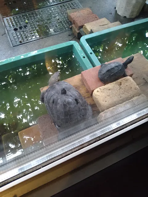 リストランテシミズ