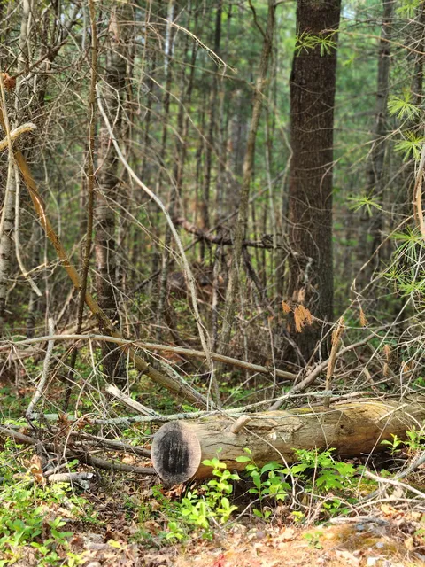 Plymouth Town Forest