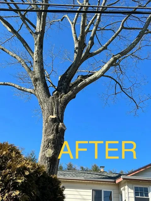 USA Pro Tree Service LLC