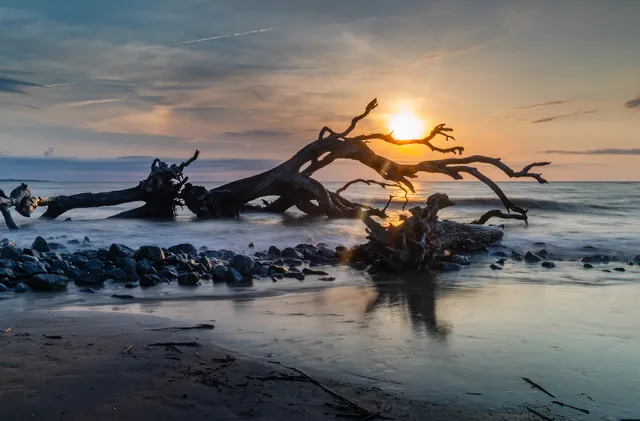 Driftwood Beach