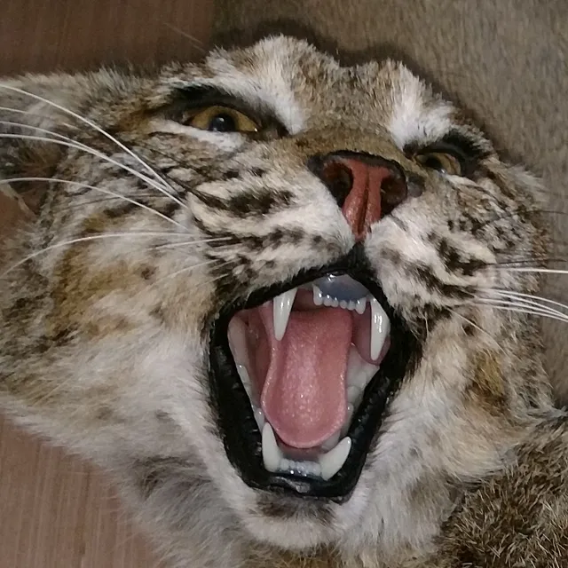 Wewa Taxidermy Store and Studio