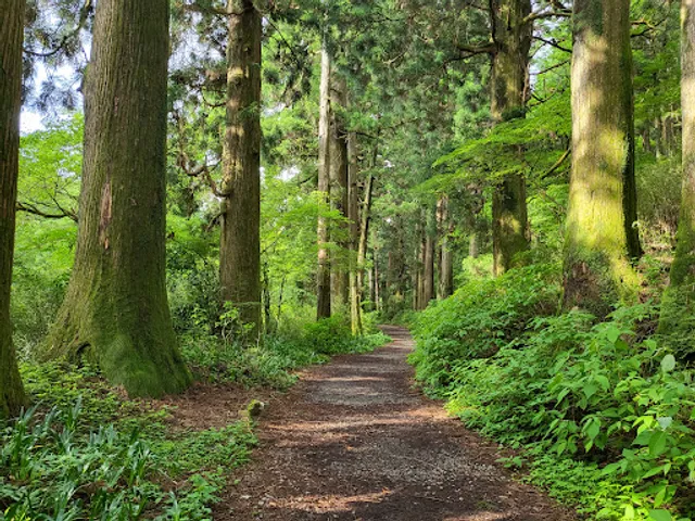 Old Tōkaidō Road Ancient Cedar Avenue - East End