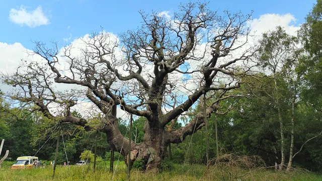 Sherwood Forest National Nature Reserve