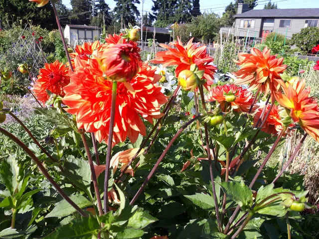 Evanston P-Patch Community Gardens