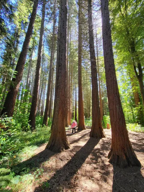 Giant Sequoia Grove