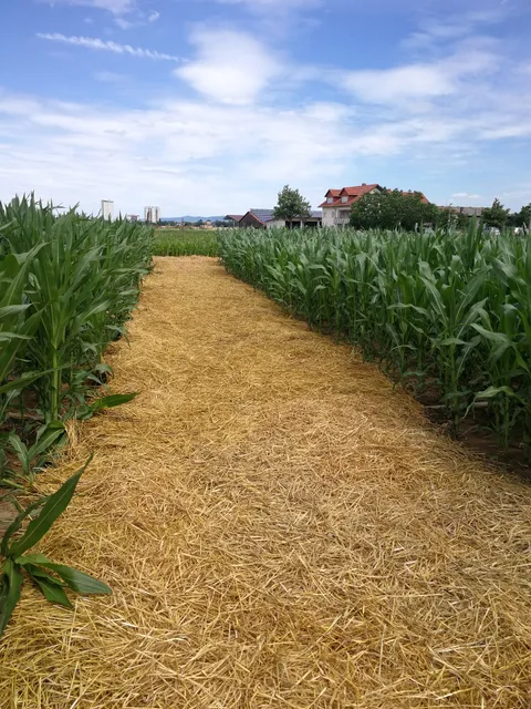 Labyrinth im Maisfeld