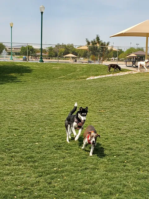 Dog Park