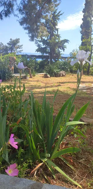 3 Olive Trees - Vatopedi beach - Sithonia