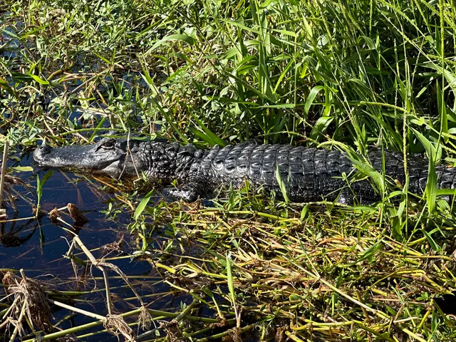 Twister Airboat Rides