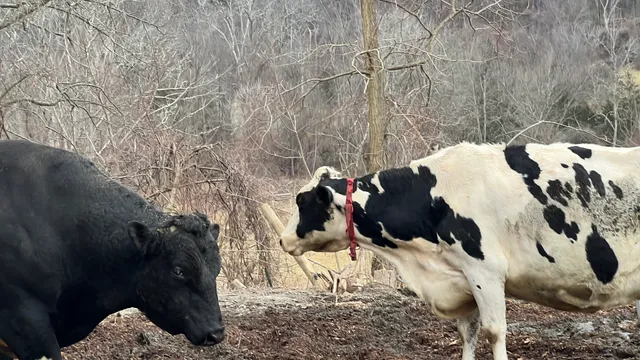 Chaseholm Farm Creamery