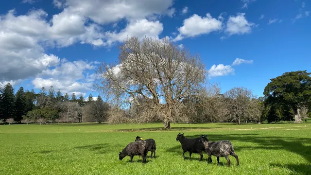 Band Rotunda, Cornwall Park