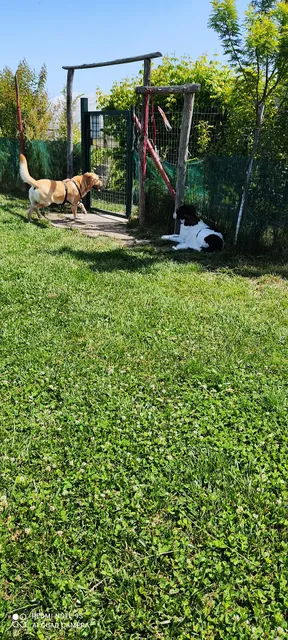 ASD Sporting Dog The Palace