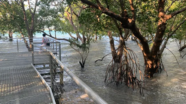 End of the Mangrove Boardwalk