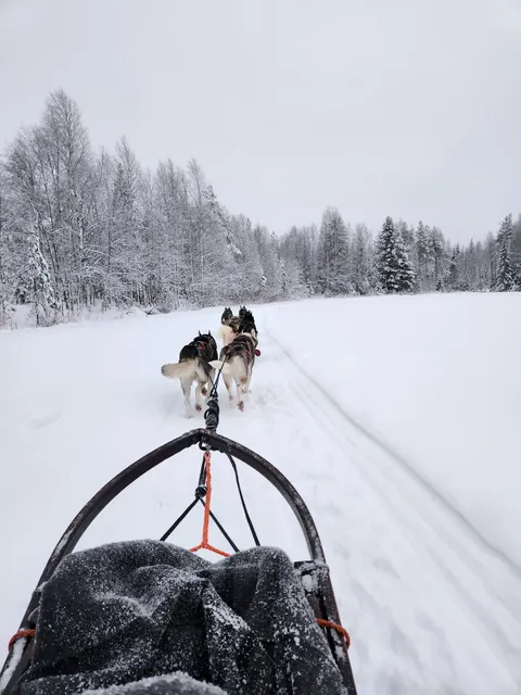 Snow Huskies Tmi