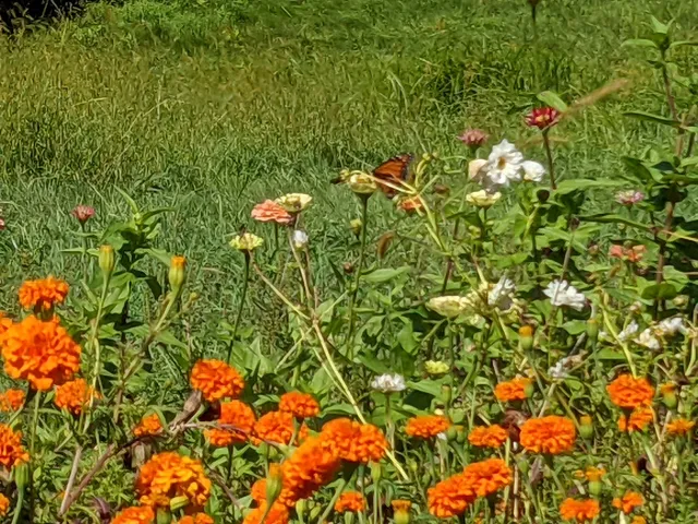 Medway Community Farm