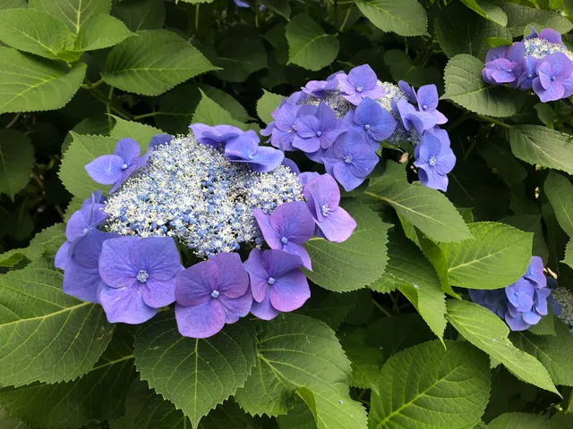 Triton Square Garden