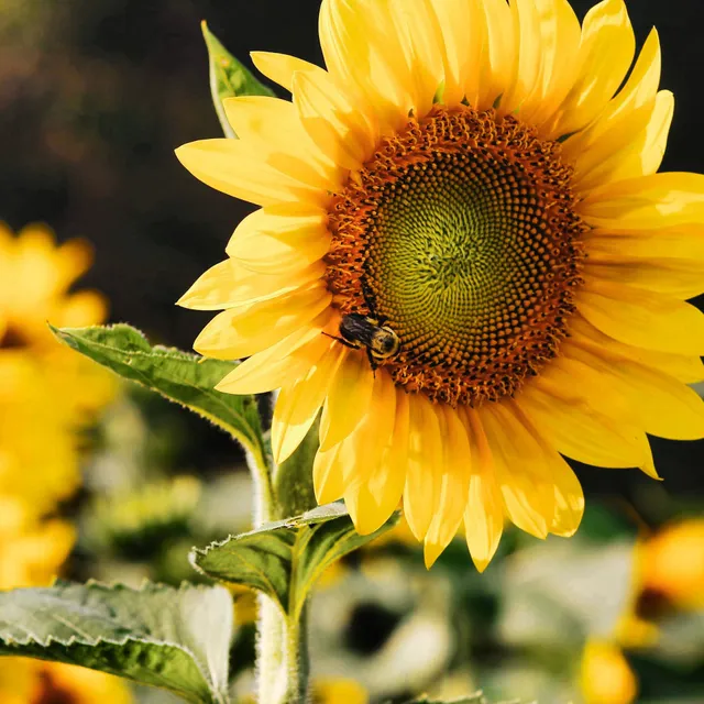 Kissiar Sunflower Patch