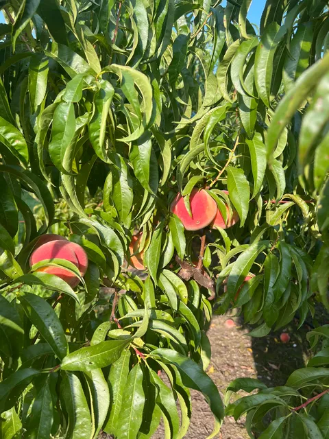 Ziesenheim Fruit Farm