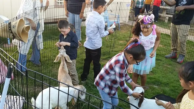 AZ Mobile Petting Zoo