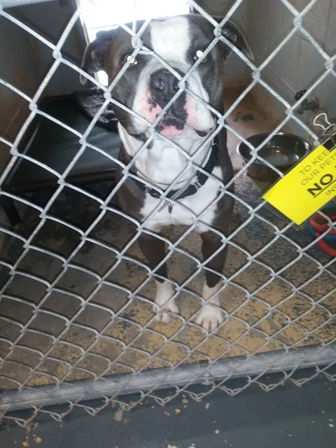 Southern Pines Animal Shelter