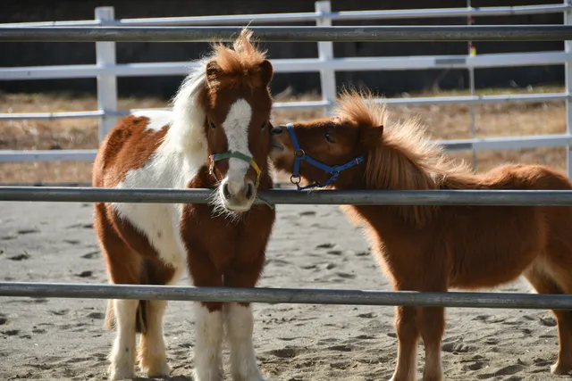 Pegasus Equestrian Club