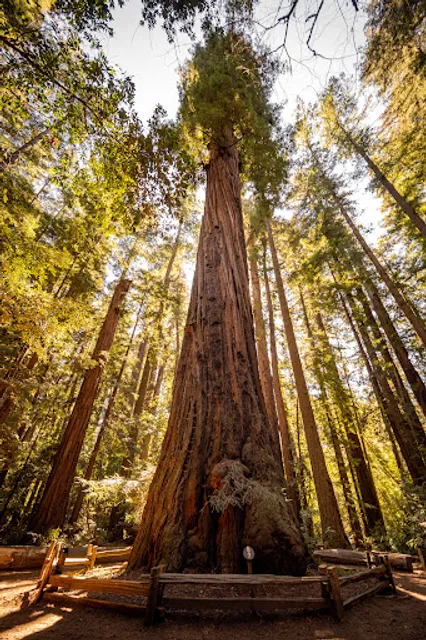Redwood Grove Loop Trail