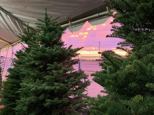 Valley View Christmas Trees