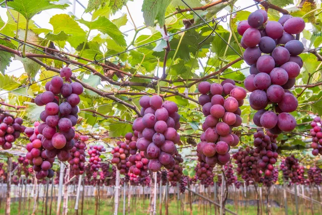 古月葡萄觀光休閒農場